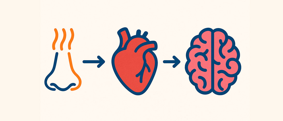 nariz, corazón y cerebro