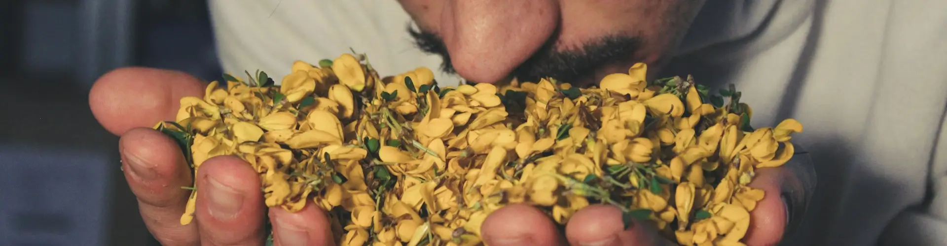Hombre haciendo un estudio de fragancia. Tiene las manos en forma de jarra y con ellas sostiene una pequeña montaña de petalos amarillos. Acerca su cara y su nariz esta undida en los pétalos, para así captar todos las matices de estas.