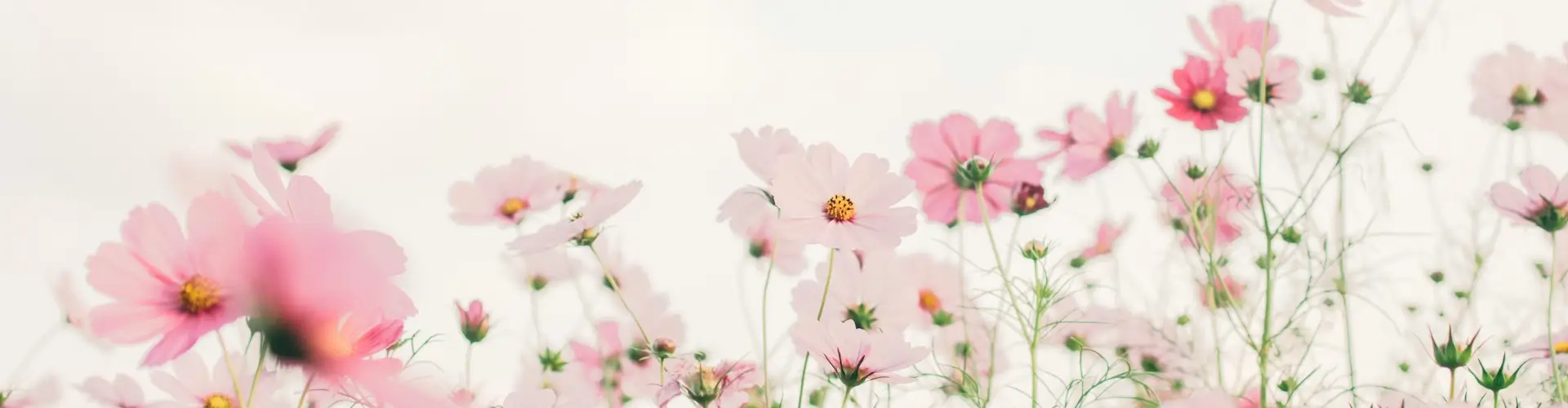 Flores rosas en un espacio pulcro, con un fondo rosa, como la pulcritud necesaria para desarrollar tu marca olfativa, nada puede contaminar un buen aroma.