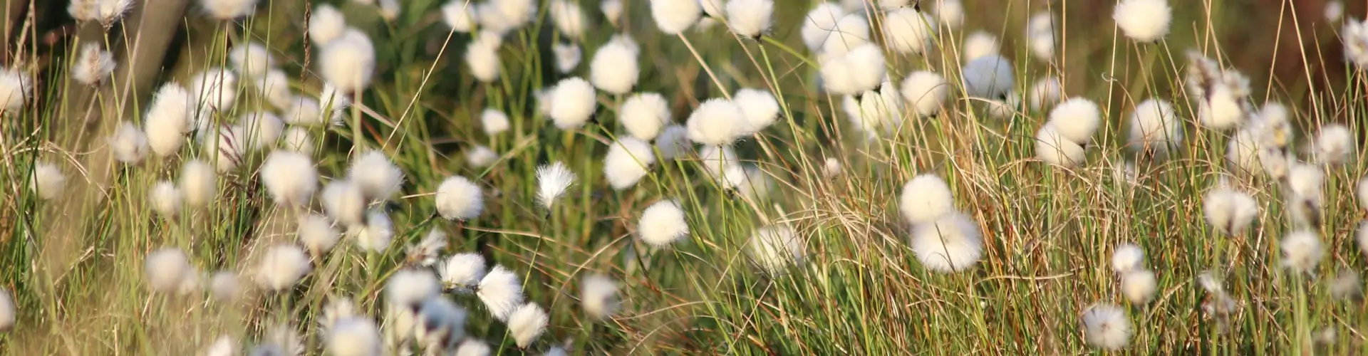 Esta imagen de un campo de flores silvestres de hierba seca y capullos de la flor redondos y peludos es la metáfora perfecta del marketing sensorial, ya que este como estas flores trata de llegar al humano atacando a distintos sentidos, especialmente y el más poderoso el olor.