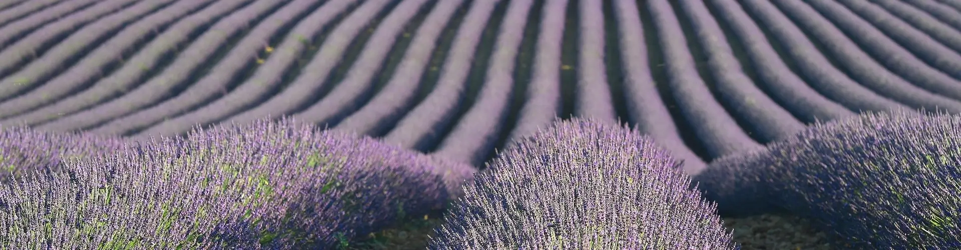 Vella plantación de labanda, las plantas estan ordenadas en lineas rectas perfectas y generan un bonito paisaje de color lila. Es una metáfora del trabajo y el olor, como en un workshop olfativo.