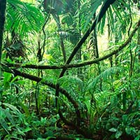 fragancia Rainforest