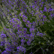 Aroma Duradero